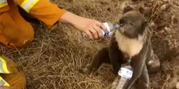 Thousands of koalas feared dead as wildfires in Australia destroy their habitat