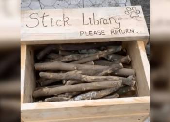 Man builds very fetching ‘stick library’ for local dogs in New Zealand