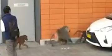 Who let the baboons out? Primates escape facility, run rampant in Australia