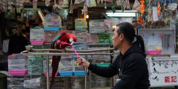 Why China’s wildlife trade ban will assist, but not cease, coronavirus