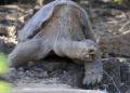 Lonesome George’s tortoise relative discovered in Galapagos