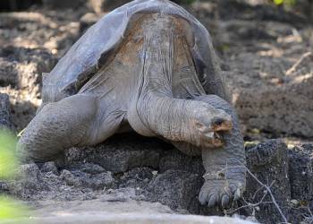 Lonesome George’s tortoise relative discovered in Galapagos