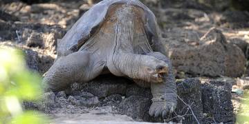 Lonesome George’s tortoise relative discovered in Galapagos