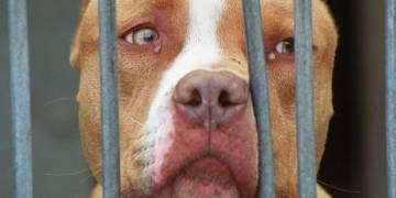 Family pit bull kills 5-year-old boy after relative leaves the room