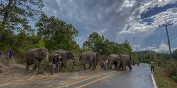 Thai elephants, out of work due to coronavirus, return home to natural environment