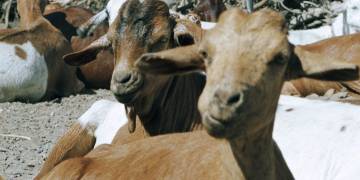 Tanzanian president blames lab after goat, papaya ‘test positive’ for coronavirus