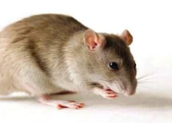Declare war on Lassa fever – Daily Trust