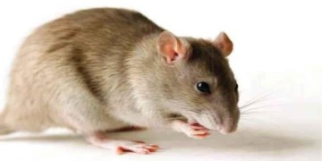 Declare war on Lassa fever – Daily Trust