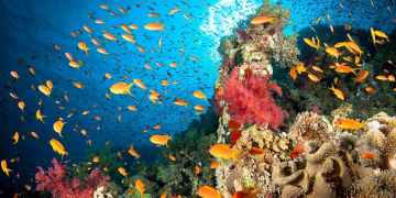 Scientists issue wake-up call on dangerous loss of oxygen from oceans