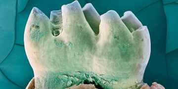 Anti-ageing drug rejuvenates the mouths and oral microbiome of mice
