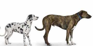Why dogs could hold the secret to longer, healthier human lives