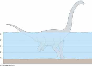 Dinosaur tracks seem to show giant sauropods wading on two front legs