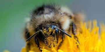 Climate change is killing off bumblebees in Europe and North America