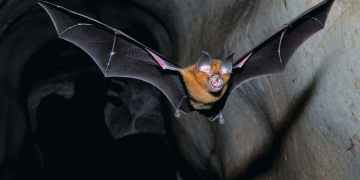 Coronavirus: Why infections from animals are such a deadly problem