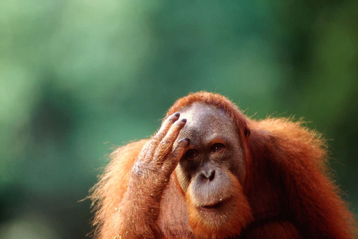 Scratching is contagious among strangers  if you are an orangutan